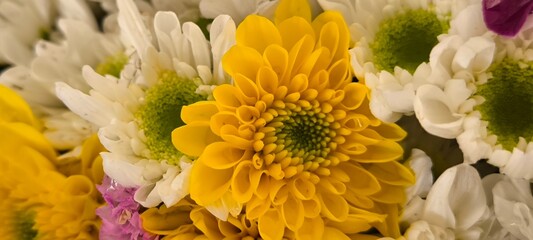 Multicolored flowers for the background