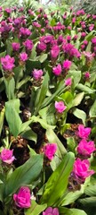Bright pink ginger flowers. Flowering plant.