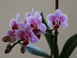 Obraz premium pink orchid close-up