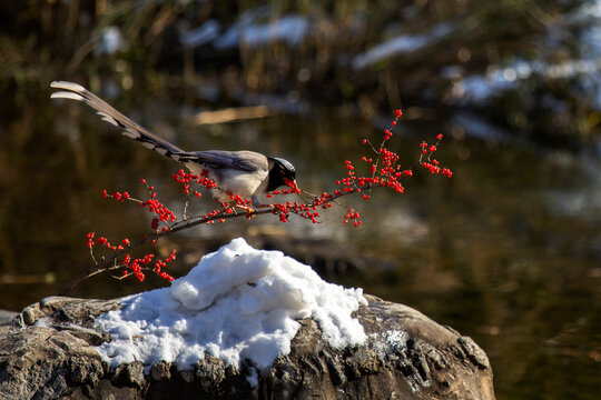 Winter red-billed blue magpie foraging for red berries in snow - Powered by Adobe