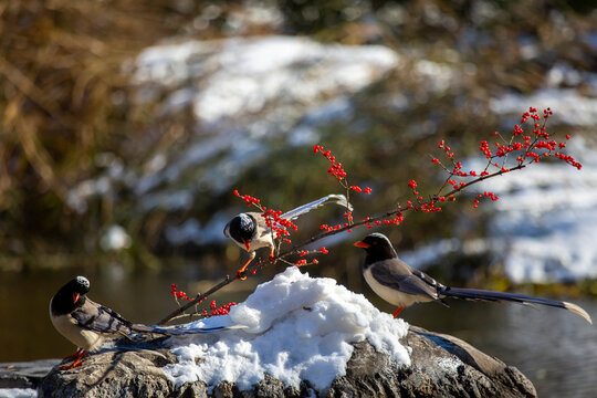 Winter red-billed blue magpie foraging for red berries in snow