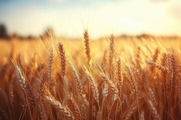 Naklejka premium Close-up view of golden wheat stalks ripening in a sunlit field during a clear day