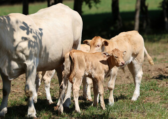 Cows grazing in a meadow