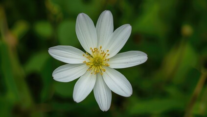 Autumn Water Flower, seasonal change