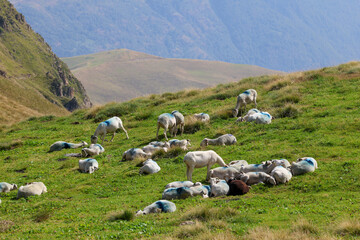 Obraz premium Sheep grazing in a Pyrenees pasture