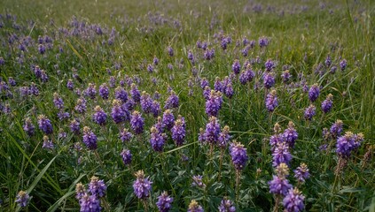 Obraz premium Close-up view of a vibrant wildflower meadow rich with small purple blooms, showcasing the lush greenery under bright sunlight