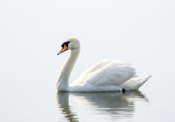 Obraz premium Elegant White Swan Swimming Calm Water Serene Natural Scene