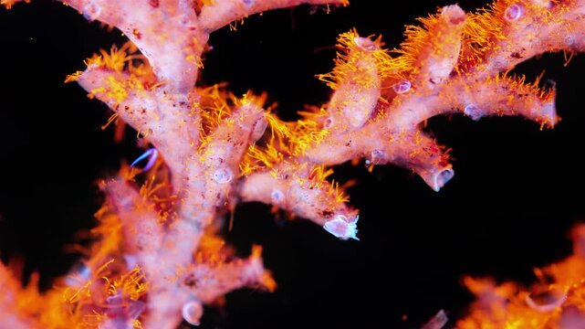 Sea mite under a microscope, family Halacaridae, order Trombidiformes. Crawls on Hydrozoa. Under ultraviolet light