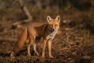 Fototapeta premium The elusive fox species found deep within the forest