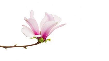 Fototapeta premium Magnolia flower spring branch on a white backdrop, ideal for seasonal floral design