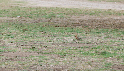 Hoopoe bird foraging in a meadow © Andrea Geiss
