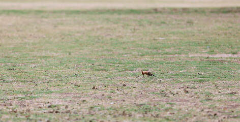 Hoopoe bird foraging in a meadow