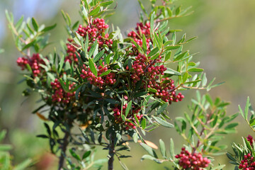 Pistachio Plant Shrub Mastic Tree