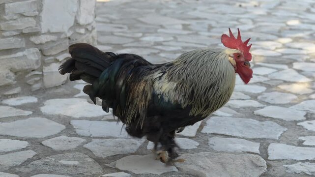 Proud rooster struts confidently along a sunlit village path. Perfect for rooster farming visuals, countryside energy, and traditional rooster symbolism. Vibrant rooster moves across a road.