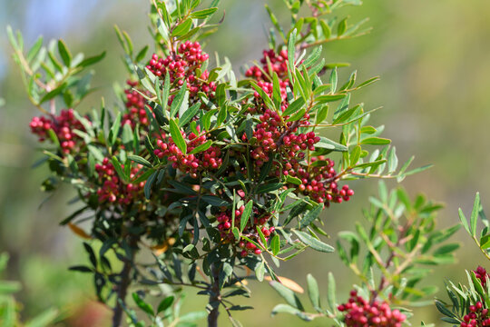 Pistachio Plant Shrub Mastic Tree