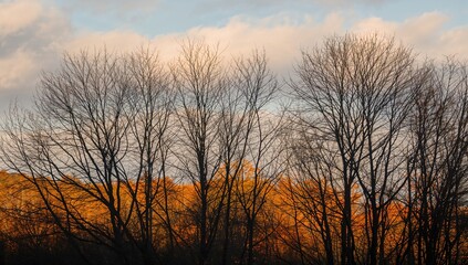 Fototapeta premium Outline of trees contrasted with bright autumn hues, seasonal change