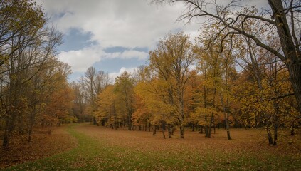 Obraz premium Autumn foliage in a forest setting, showcasing seasonal change