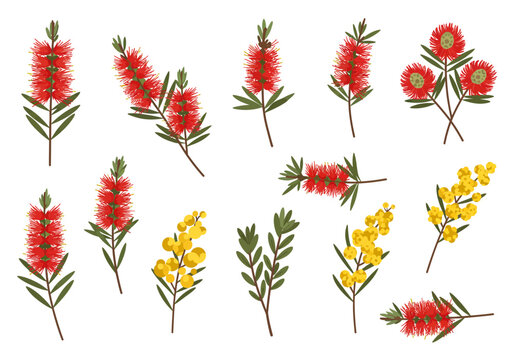 Delicate Australian Native Bottlebrush and Wattle Flower Collection