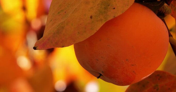 Persimmon fruit on tree, Orchards in Southern France.