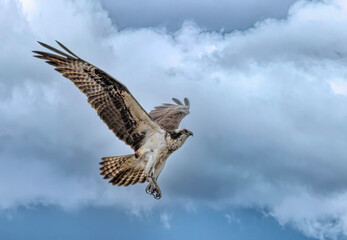 Osprey flying isolated against a dark cloudy sky