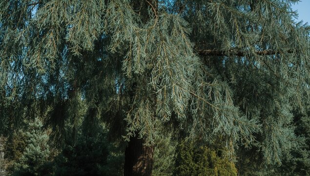 Majestic weeping blue atlas cedar, selective focus on hanging branches with evergreen trees behind, preservation