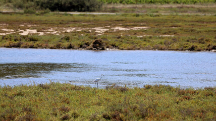 Herons in a meadow in southern France