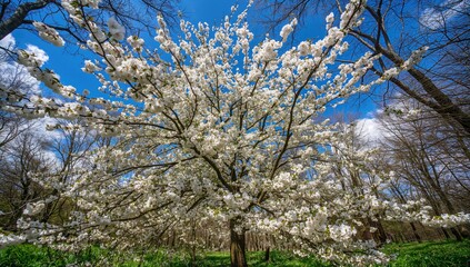 Cherry tree blossoms in full bloom against a clear blue sky, capturing the beauty of springtime renewal