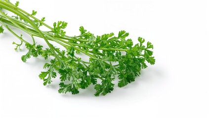 Obraz premium Fresh green parsley sprigs on a white background, fiber-dense choice