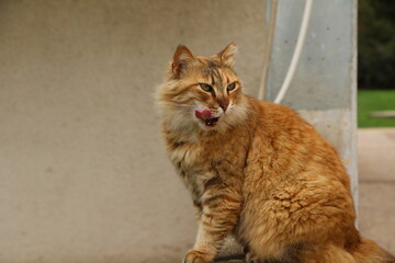 Cute ginger cat outdoors in natural light. Domestic animal portrait expressing curiosity. Perfect for pet, lifestyle, and animal care themes.