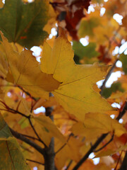 A striking autumn photograph capturing vibrant leaves dramatically contrasted against a moody, gloomy gray sky. This atmospheric image is perfect for seasonal themes, fall promotions, or nature blogs