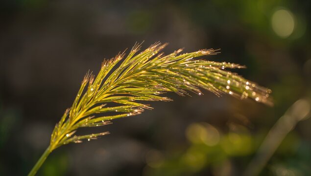 Close-up of green grass clump in early morning light