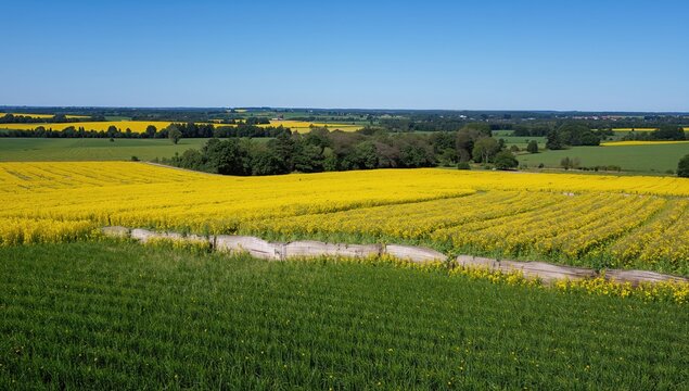 Aerial view of lush agricultural fields under sunny skies, showcasing crop harvest efficiency