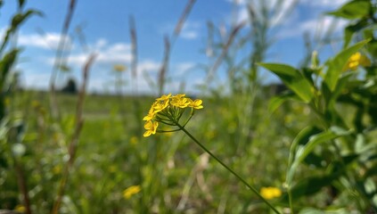 Tiny yellow blossoms create a charming natural backdrop