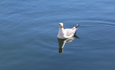 Seagull swimming on the water