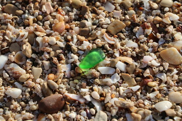 shells on the beach