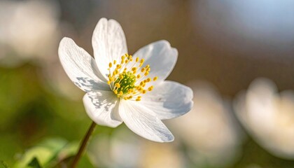 Close Up White Anemone Flower with Yellow Pistils in Sunny Meadow