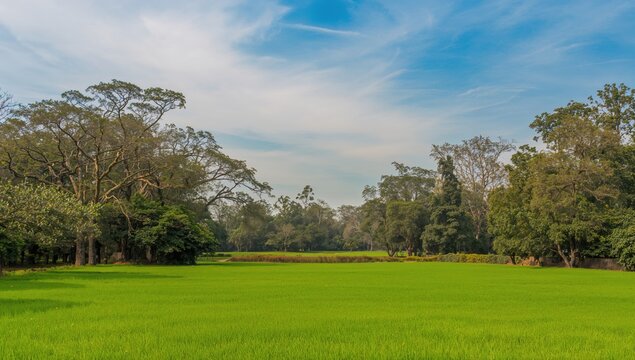 Green landscape with trees in a botanical garden, showcasing natural beauty and seasonal change