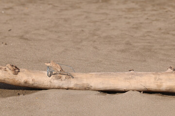 Glasses on the beach on a piece of wood 
