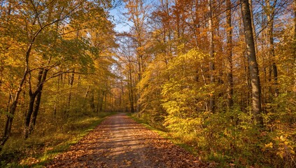 Obraz premium Narrow pathway winding through a thick forest of autumn leaves, showcasing seasonal change