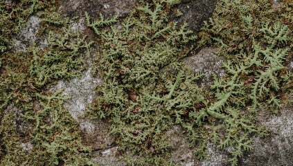 Obraz premium Lichen thallii pattern on a rocky surface, erosion risk