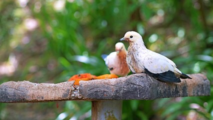 Pigeon sitting after eating papaya in bird park