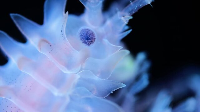 Crustacea Amphipoda Paramphithoe cuspidata under microscope. Close-up of head under ultraviolet ligh. White Sea
