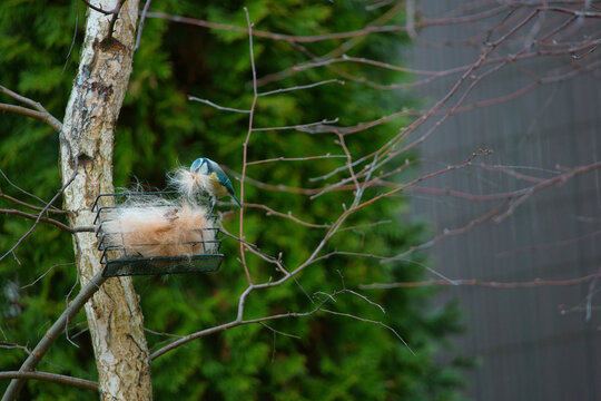 a bird collecting nesting material