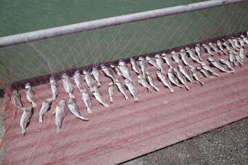 Salted fish being dried in the sun next to the sea in Asia