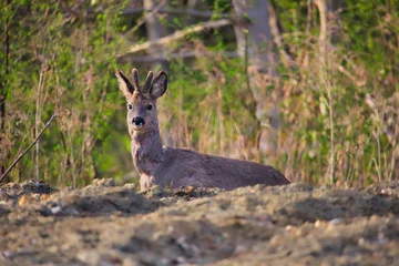 Selbstklebende Fototapeten Rehe roe deer at the edge of the forest  © Pawe
