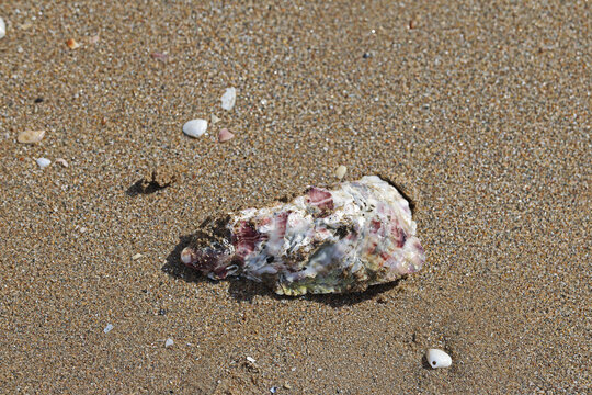 Shells on a sandy beach on the ocean