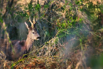 Selbstklebende Fototapeten Rehe roe deer at the edge of the forest  © Pawe