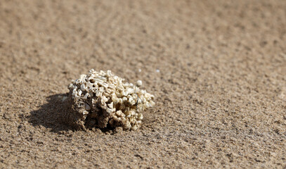 Coral washed up on a beach in southern France