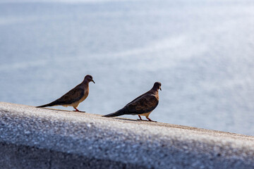 Close-up low angle view of two turtle doves resting on a wide stone parapet overlooking the sea, creating a peaceful moment of wildlife in nature. Antalya, Turkey.

