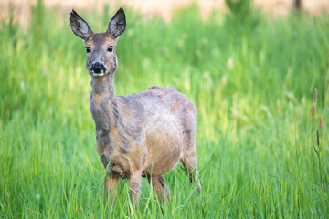 pregnant roe deer standing in a meadow © paweł.karol.stopa